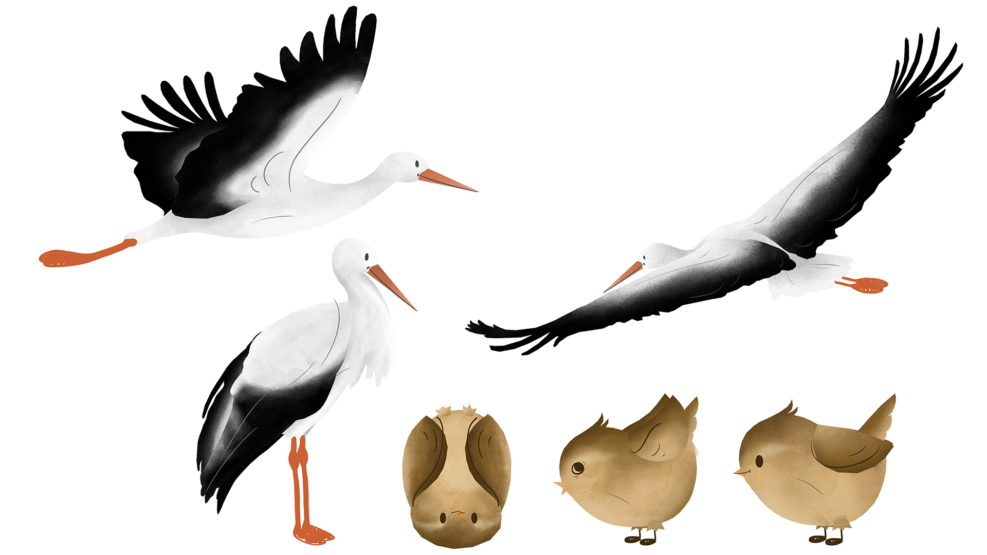 Vogels overzihct 2